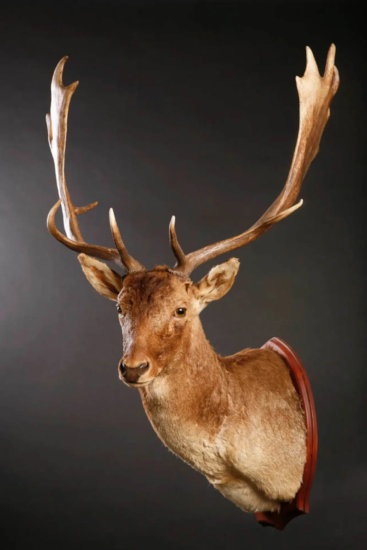 Fallow Deer Shoulder Shoulder Mount — Highveld Taxidermists
